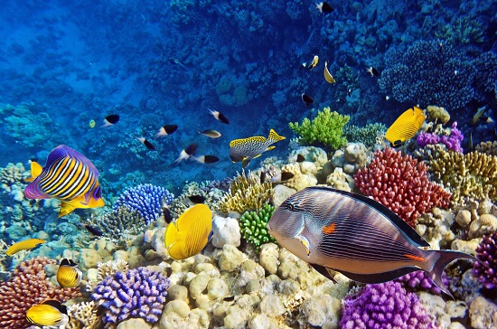 Snorkeling at Mahmya Island Snorkeling at Mahmya Island