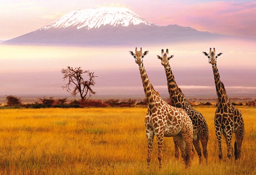 Beauty of the Big Five map Beauty of the Big Five map