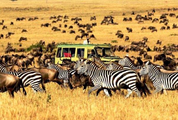 8 Days Tanzania Safari Tour map 8 Days Tanzania Safari Tour map
