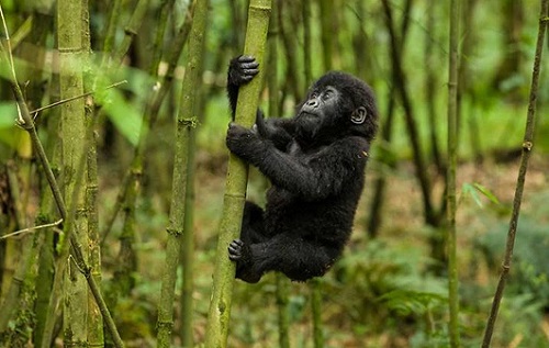 4 Days Rwanda Safari Tour map 4 Days Rwanda Safari Tour map