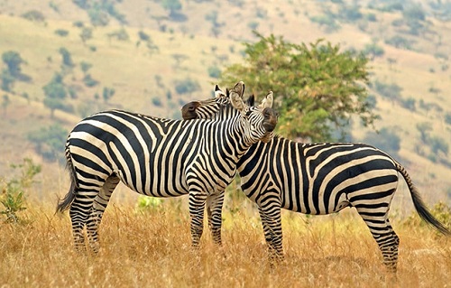 Taste of Rwanda Safari Tour map Taste of Rwanda Safari Tour map