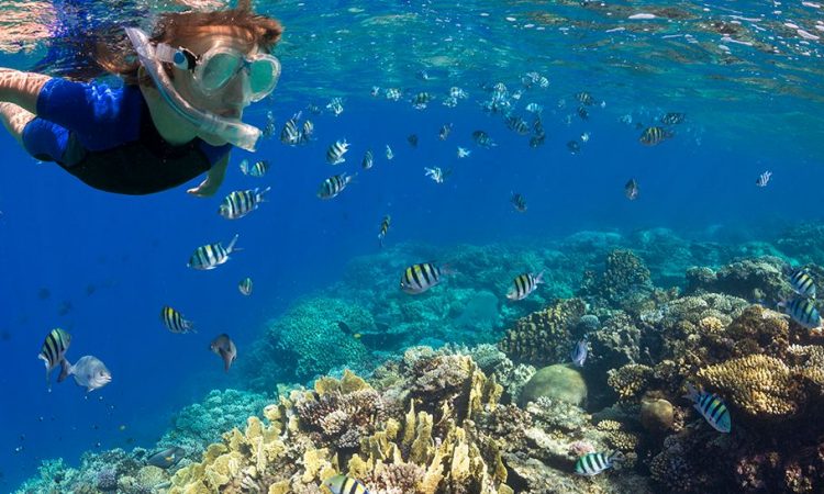 Snorkeling at Mahmya Island Snorkeling at Mahmya Island