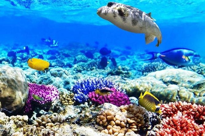 Snorkeling Trip to Tiran Island Snorkeling Trip to Tiran Island