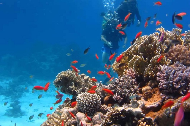 Snorkeling Trip to Tiran Island Snorkeling Trip to Tiran Island