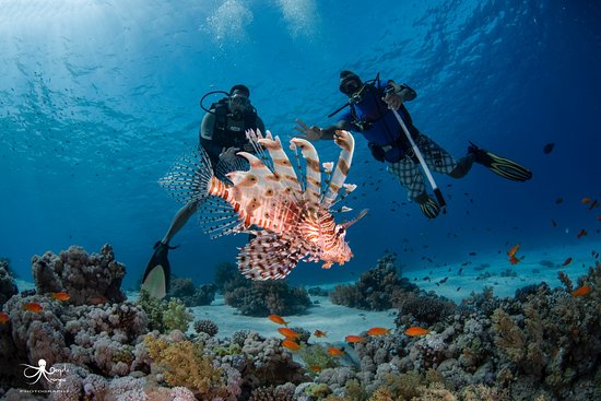 Scuba diving Marsa Alam Scuba diving Marsa Alam
