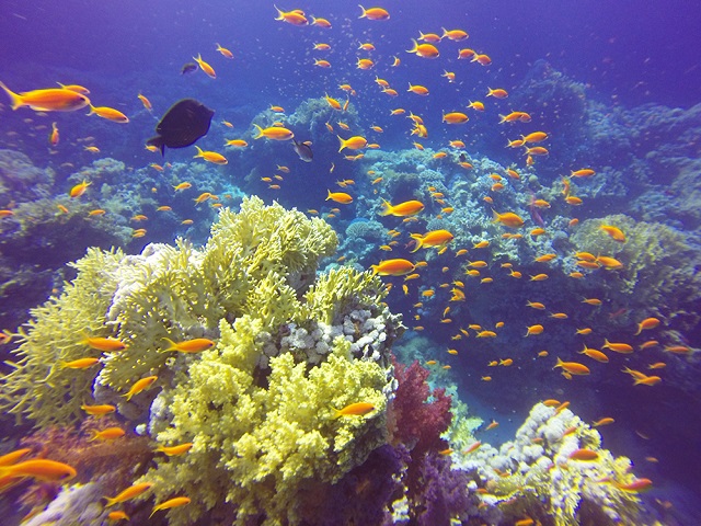 Scuba diving Marsa Alam Scuba diving Marsa Alam
