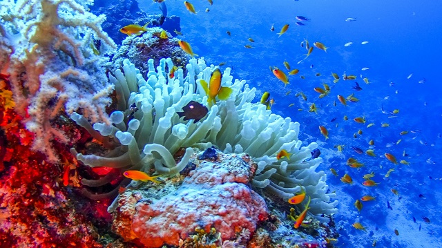 Scuba diving Marsa Alam Scuba diving Marsa Alam