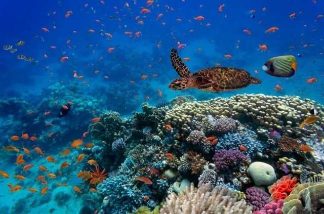 Snorkeling Trip At Port Ghalib Marina from Marsa Alam Snorkeling Trip At Port Ghalib Marina from Marsa Alam