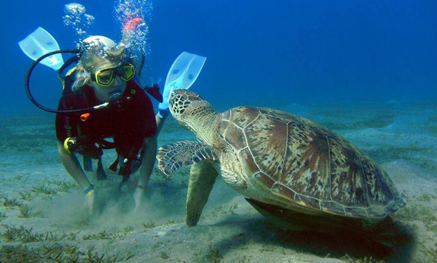Snorkeling Trip At Port Ghalib Marina from Marsa Alam Snorkeling Trip At Port Ghalib Marina from Marsa Alam