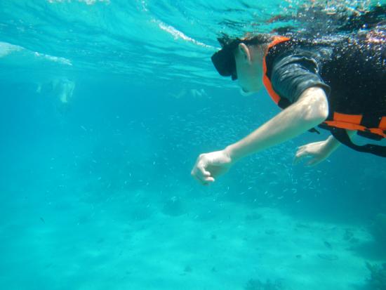 Snorkeling Tours in Aqaba Snorkeling Tours in Aqaba