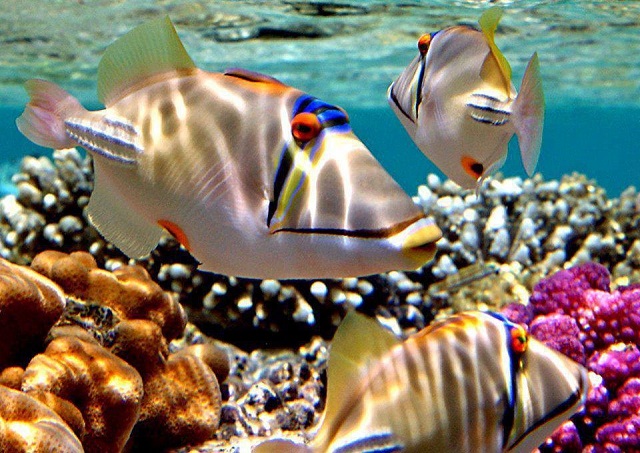 Snorkeling Tours in Aqaba Snorkeling Tours in Aqaba