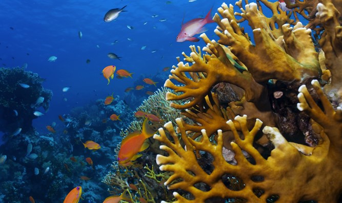 Snorkeling Tours in Aqaba Snorkeling Tours in Aqaba