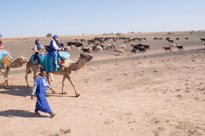 Marrakech Camel Riding Marrakech Camel Riding
