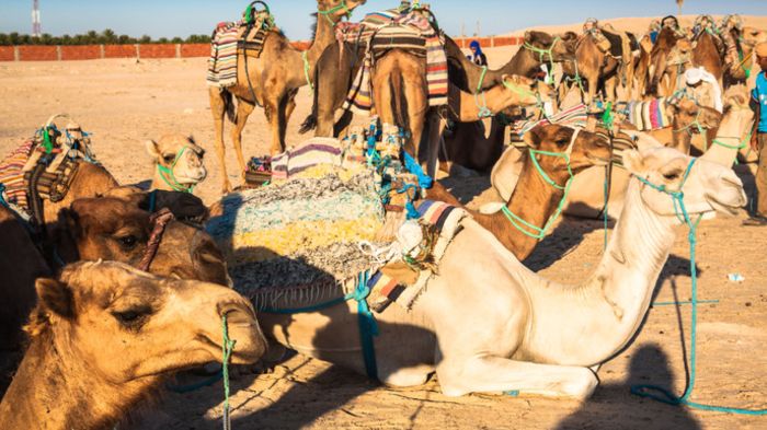 9 Days Tunisia Tour With Djerba Island 9 Days Tunisia Tour With Djerba Island