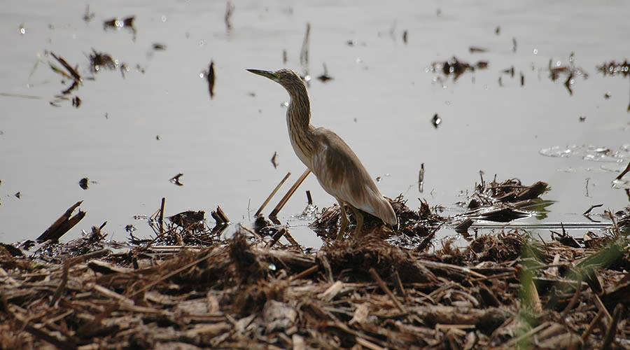 Visite d'observation des oiseaux à Assouan