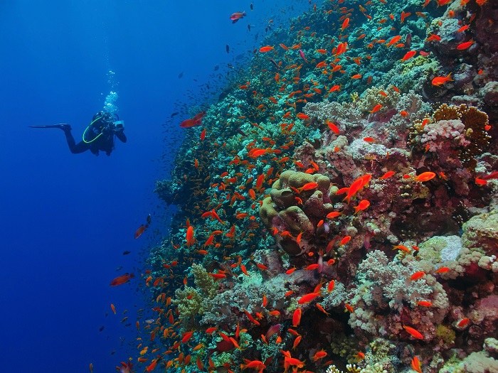 Mergulho Marsa Alam