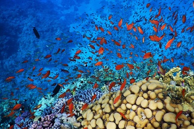 Excursion de plongée en apnée à la marina de Port Ghalib depuis Marsa Alam