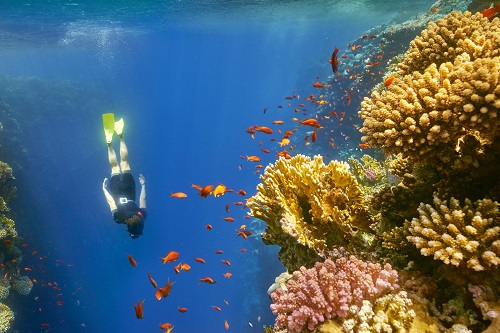 Schnorchelausflug zur Insel Tiran