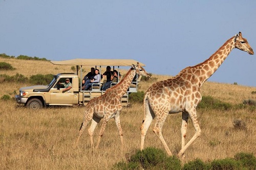 Tour safari in Kenya