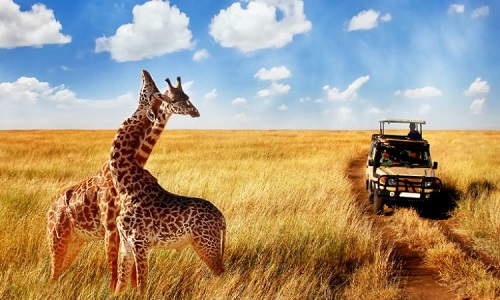 Safari in Tanzania