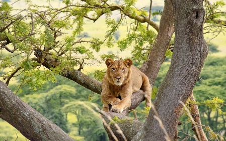 Safari em Uganda