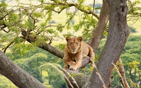 Safari in Uganda