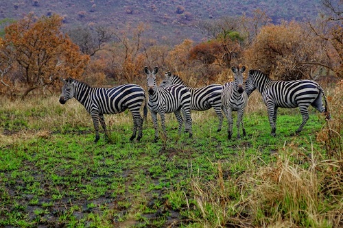 Safari en Ruanda