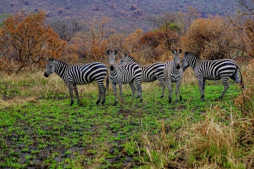 Safari in Ruanda