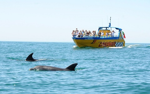 Tour de un día con delfines