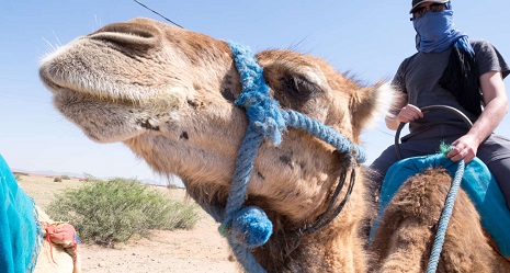 Passeio de camelo em Marrakech