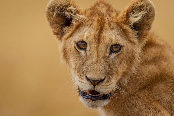 La experiencia del Rey León del círculo de la vida