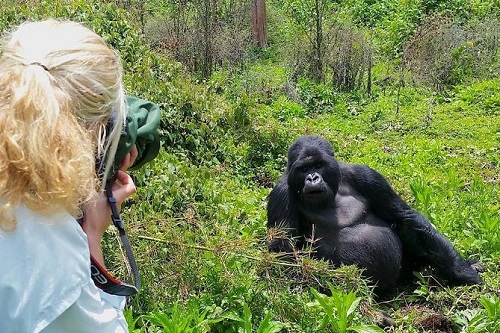 Visite des gorilles en Ouganda