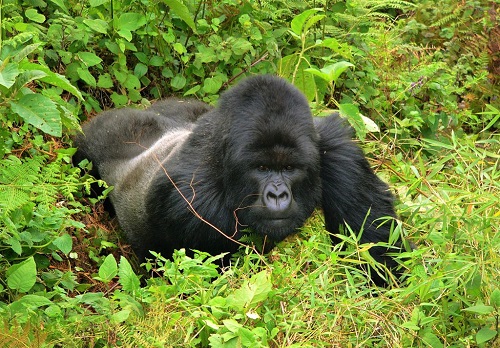 Safari de fuga de macacos de luxo em Uganda