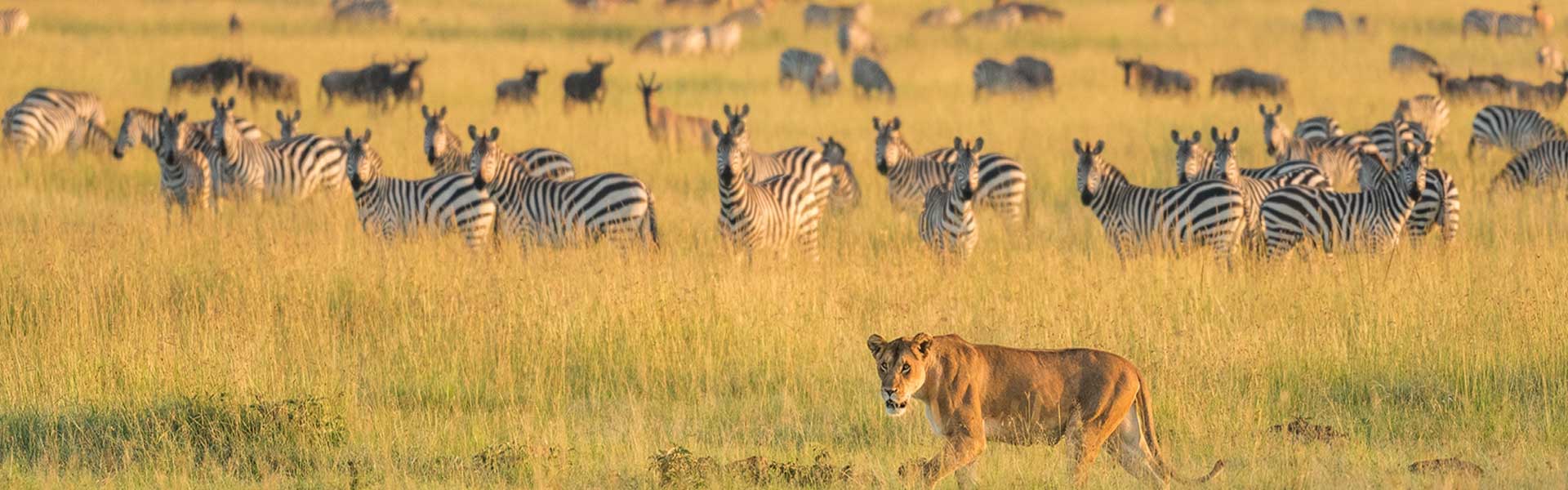 tanzania and uganda safari
