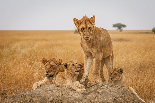 Pacchetto tour della fauna selvatica dell'Uganda Tanzania