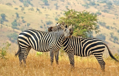 Safari por el sabor de Ruanda