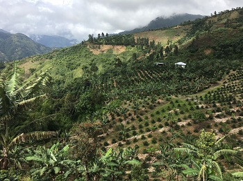 3 raisons de visiter les Blue Mountains jamaïcaines